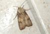 Agrotis puta